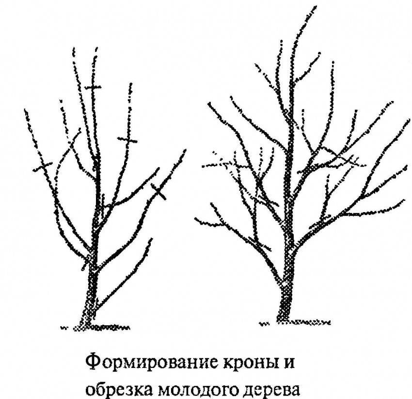 Схема обрезки черешни весной