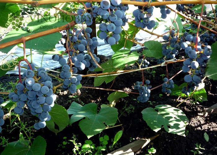 Обзор лучших сортов винограда и особенности посадки в сибири