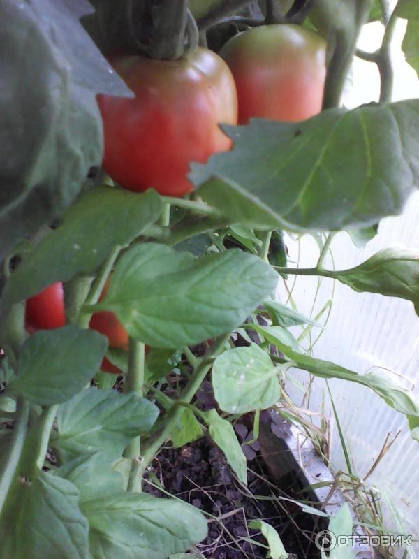 Алешка f1 — описание, достоинства томата, отзывы огородников