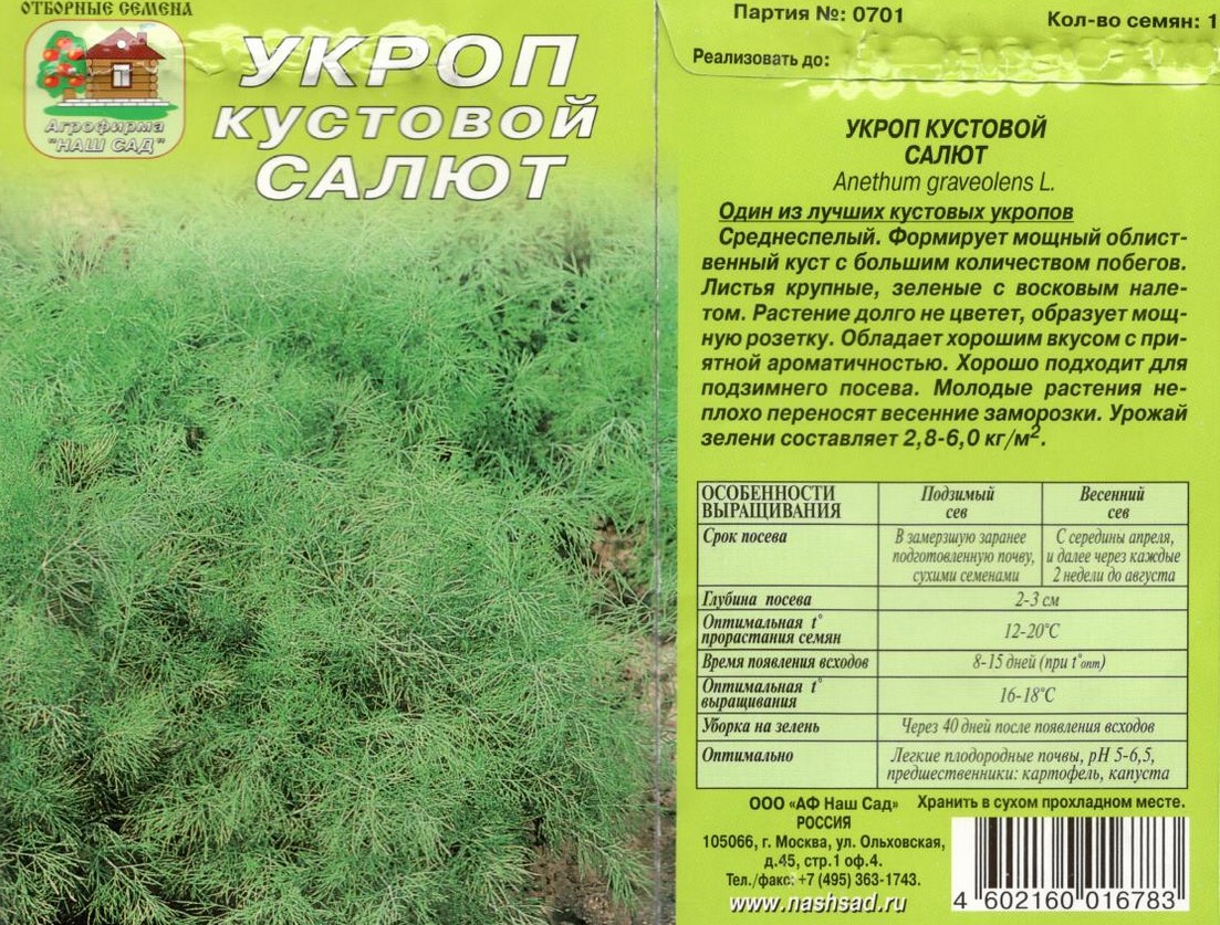 Особенности выращивания на зелень укропа кустового, описание его сортов и сбор урожая