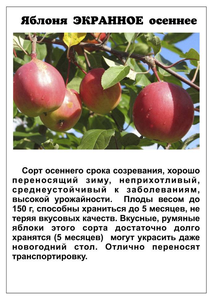 Описание и характеристики яблони сорта строевское, тонкости выращивания