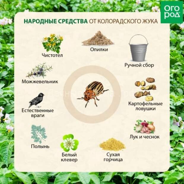 Душистый табак против колорадского жука: особенности, преимущества, этапы, отзывы