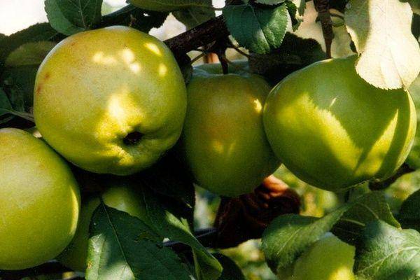Описание сорта яблони услада: фото яблок, важные характеристики, урожайность с дерева