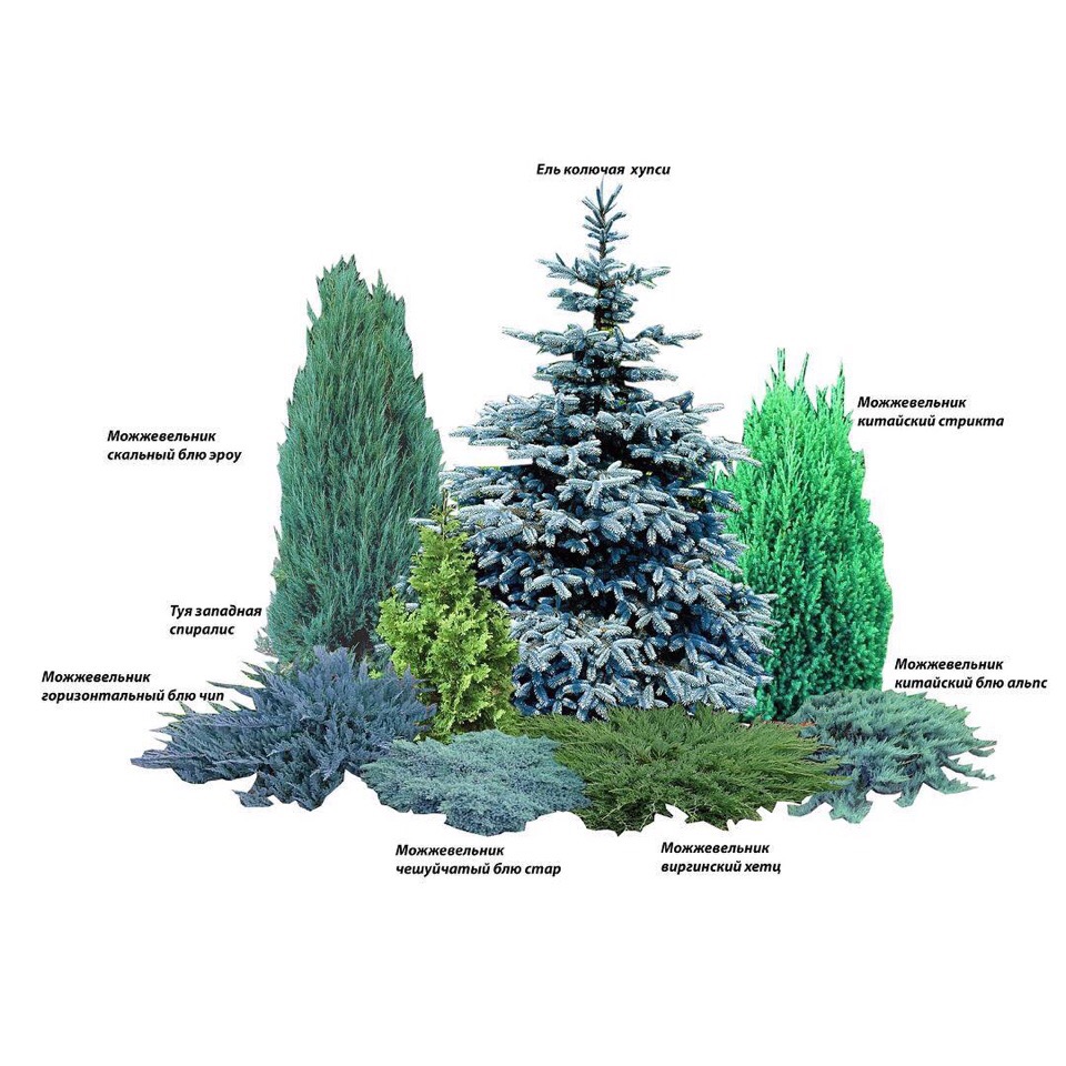 Схема посадки туи и можжевельник в саду