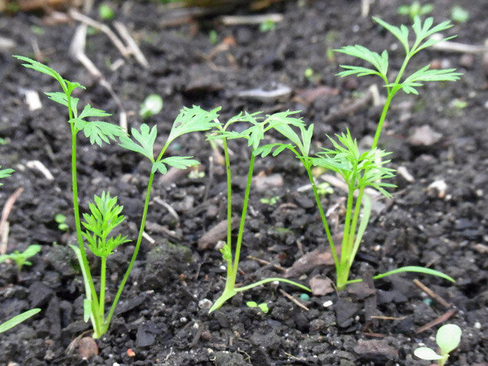 Как сеять морковь, чтобы быстро взошла: как правильно посадить, чтобы ускорить всхожесть семян, что нужно делать перед этим, как вырастить и чем обрабатывать? русский фермер