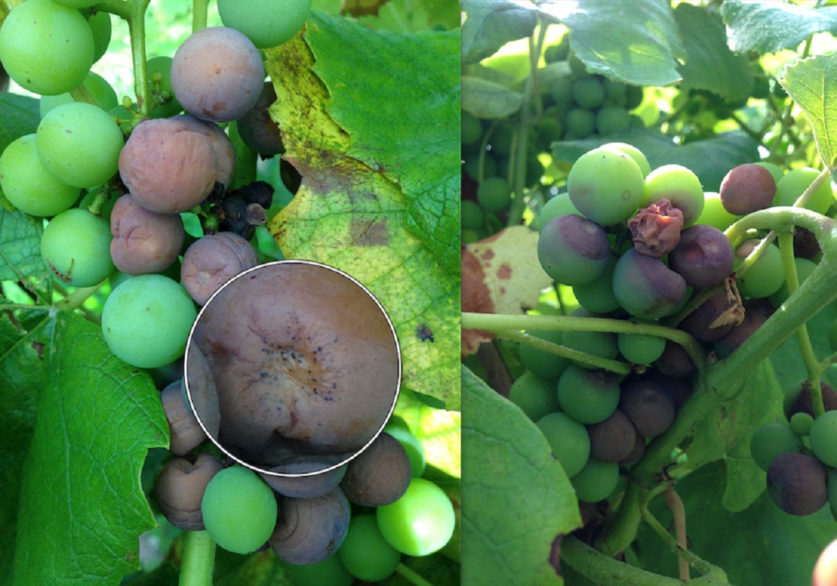 Болезни винограда и их лечение фото винограда
