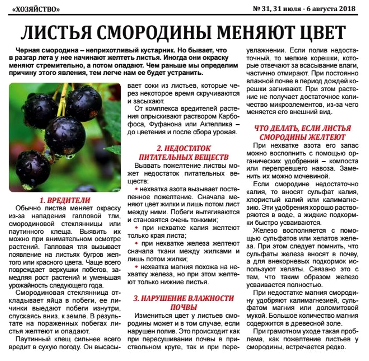 Почему пропадает чёрная смородина | fermer.ru - фермер.ру - главный фермерский портал - все о бизнесе в сельском хозяйстве. форум фермеров.