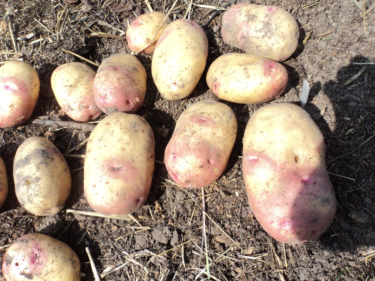 Сорт картофеля тимо: характеристика, описание с фото, отзывы