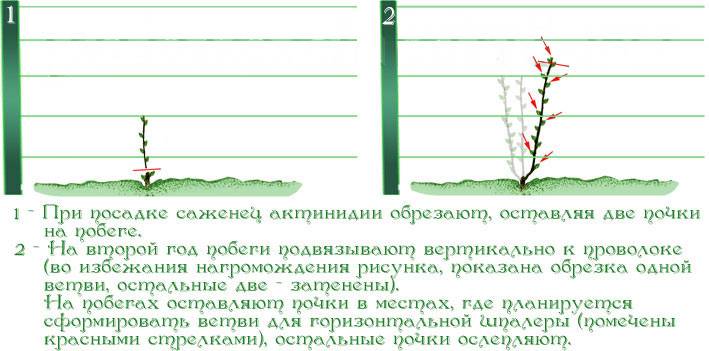 Посадка актинидии в открытый грунт. Посадка и формирование актинидии. Актинидия коломикта обрезка весной. Формирование актинидии схема. Актинидия аргута формирование куста.