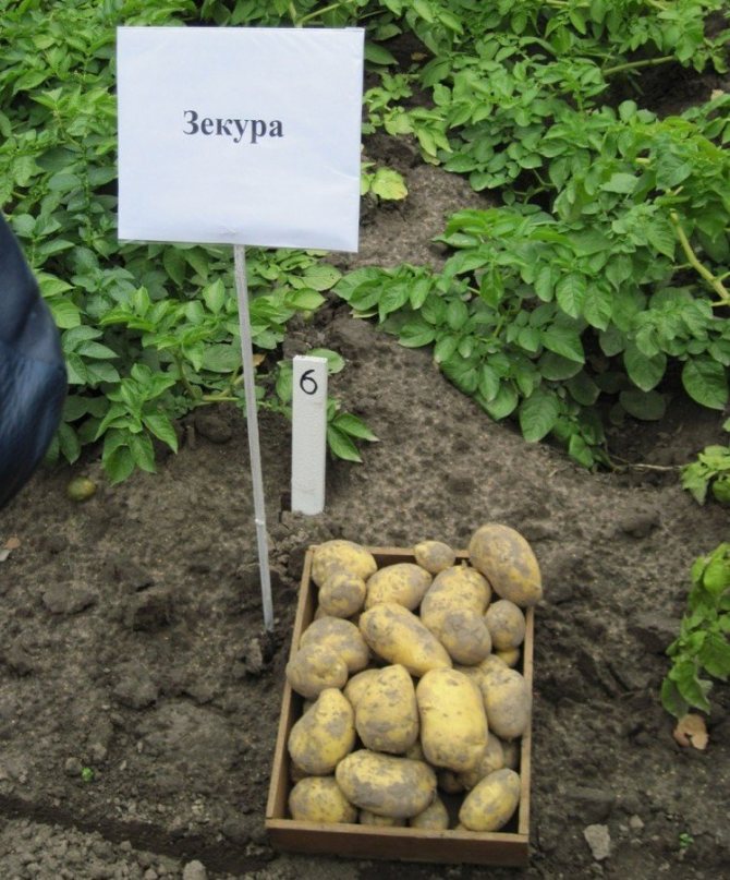 Описание и характеристика картофеля сорта Зекура, правила посадки и ухода