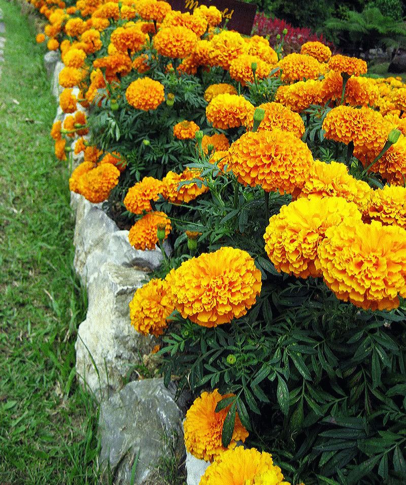 Бархатцы - 73 фото одного из самых ярких растений и украшений сада
