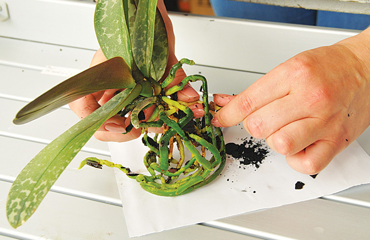 Как успешно вырастить и отделить детку орхидеи в домашних условиях
