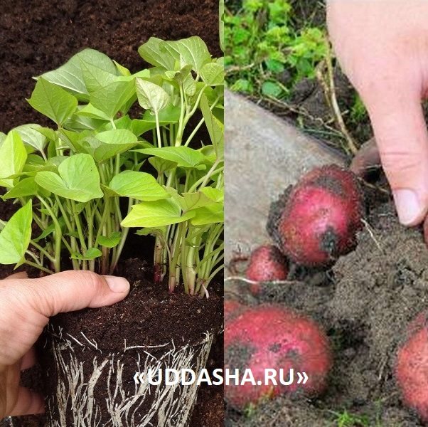 Как вырастить картошку из семян на supersadovnik.ru