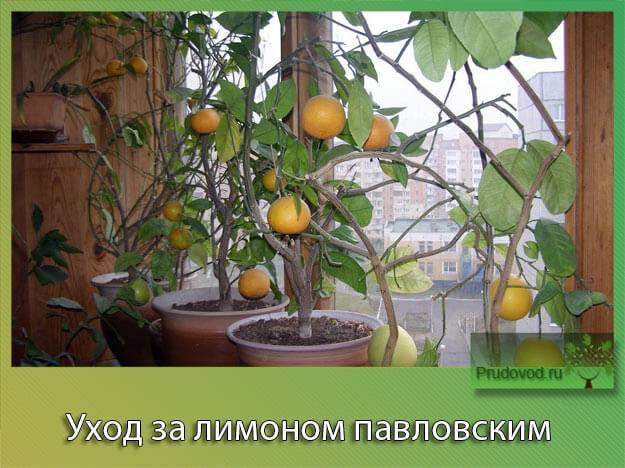 Павловский лимон: описание сорта, уход в квартире, болезни