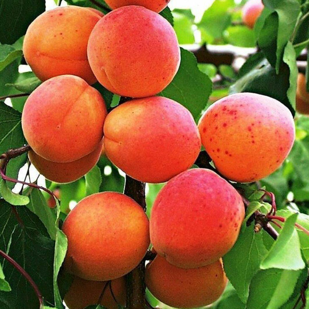Сорт абрикоса триумф северный – описание, уход, преимущества и недостатки