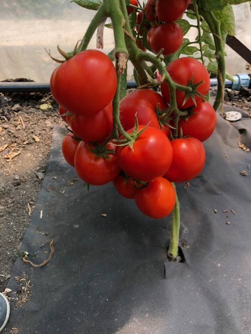Сорт томатов анюта, описание, характеристика и отзывы, а также особенности выращивания