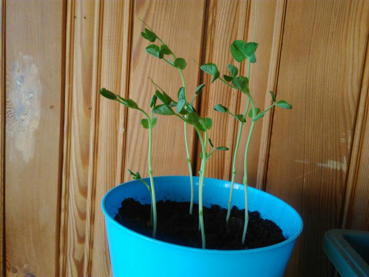 Как посадить и вырастить горох в домашних условиях: выращивание на подоконнике или балконе