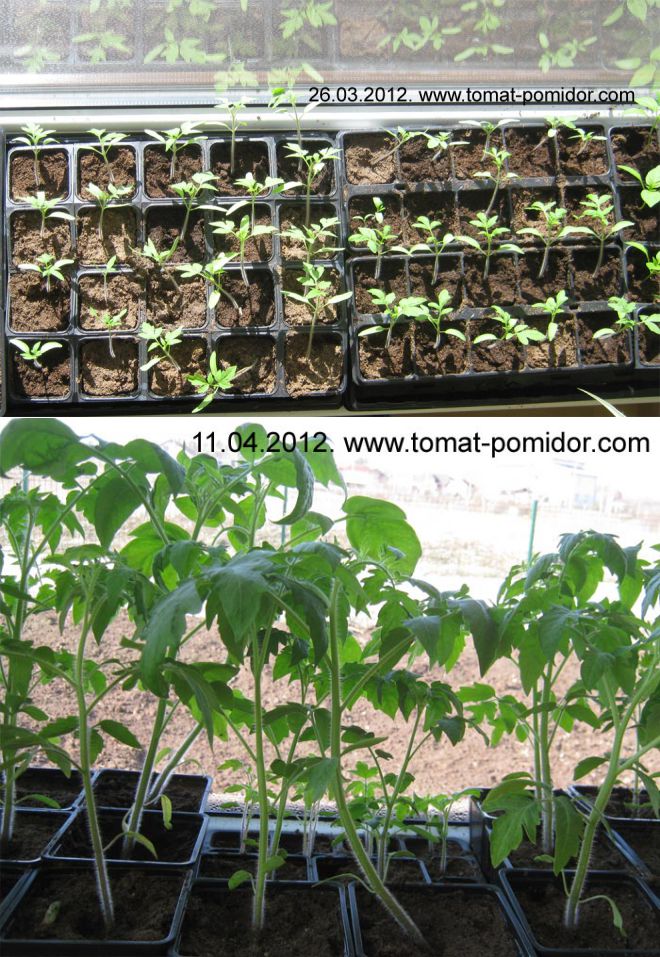 Как растить домашнюю рассаду помидоров по регионам — подробные апрельские рекомендации и методика урожайного посева для каждого уголка россии