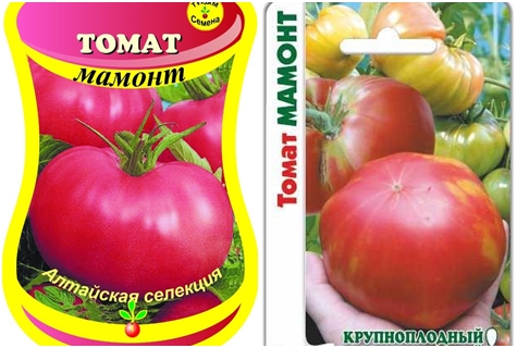 Описание крупноплодного томата Мамонт и выращивание рассады