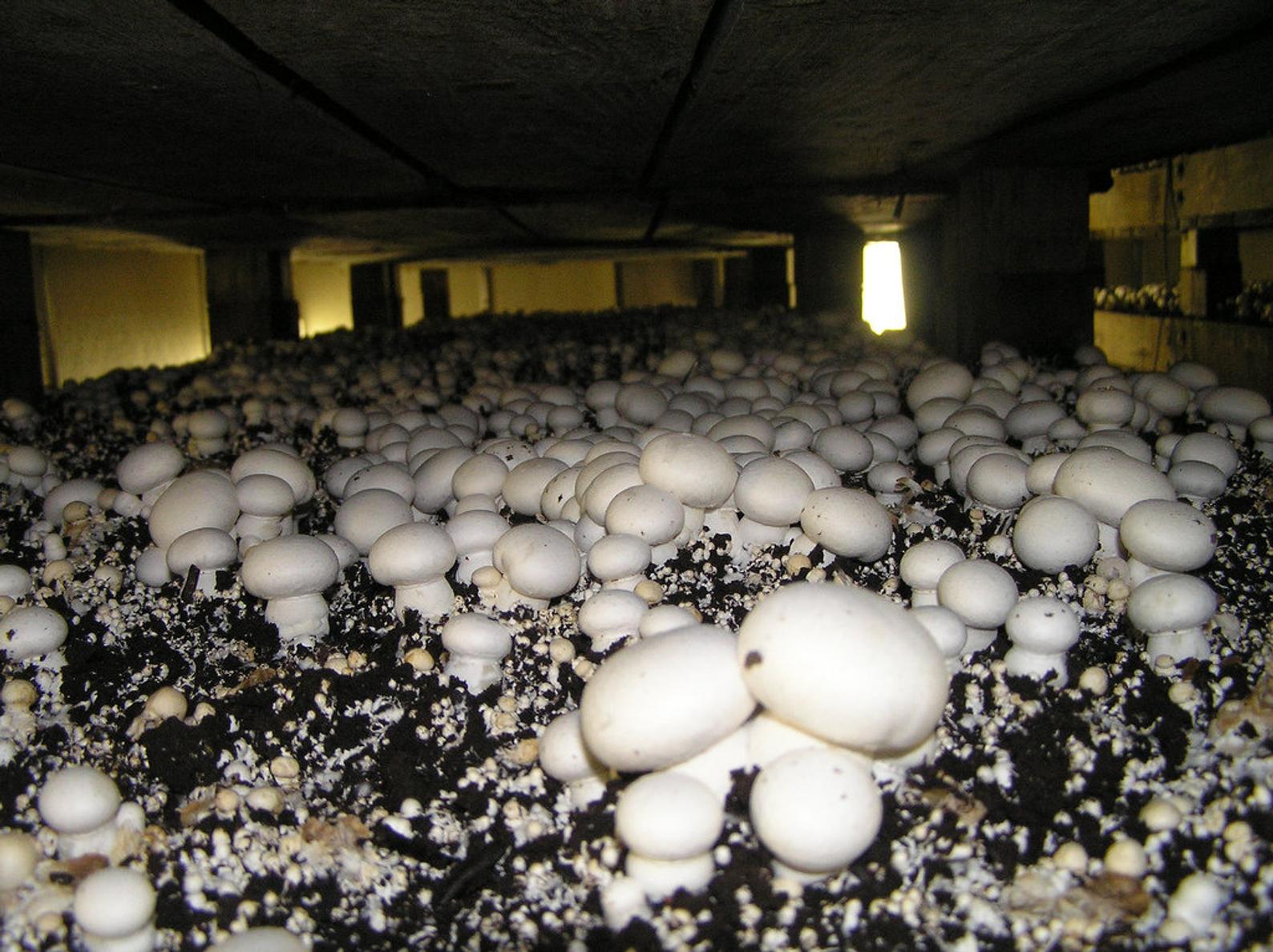 Выращивание грибов в теплице круглый год: как вырастить шампиньоны и вешенки? русский фермер