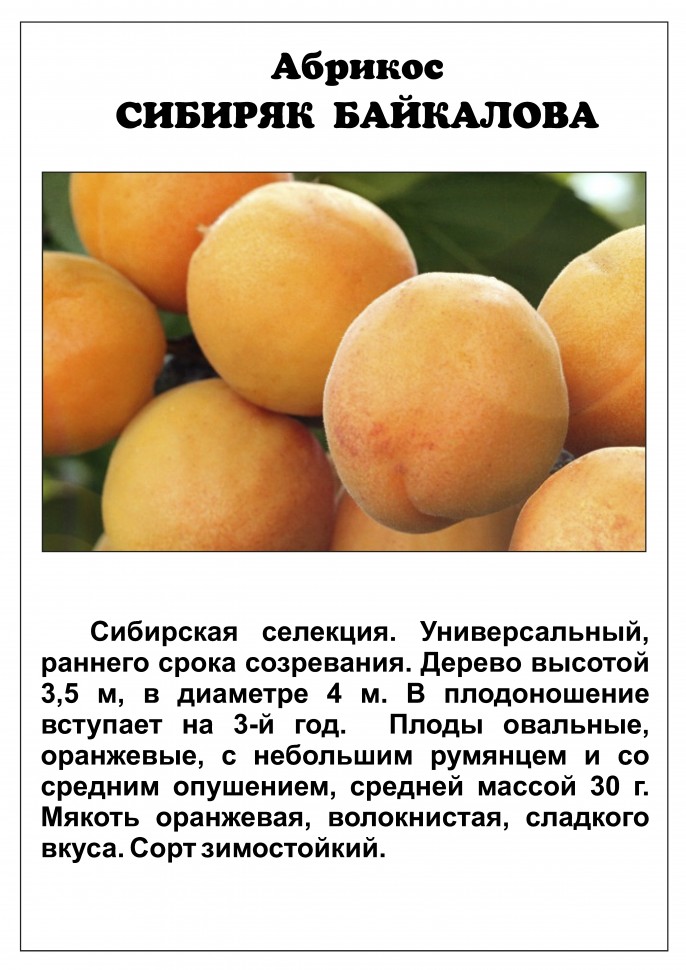 Водолей: абрикос для всех знаков зодиака