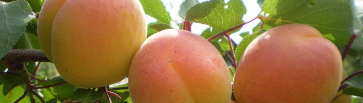 Описание абрикоса сорта Мелитопольский и технология выращивания