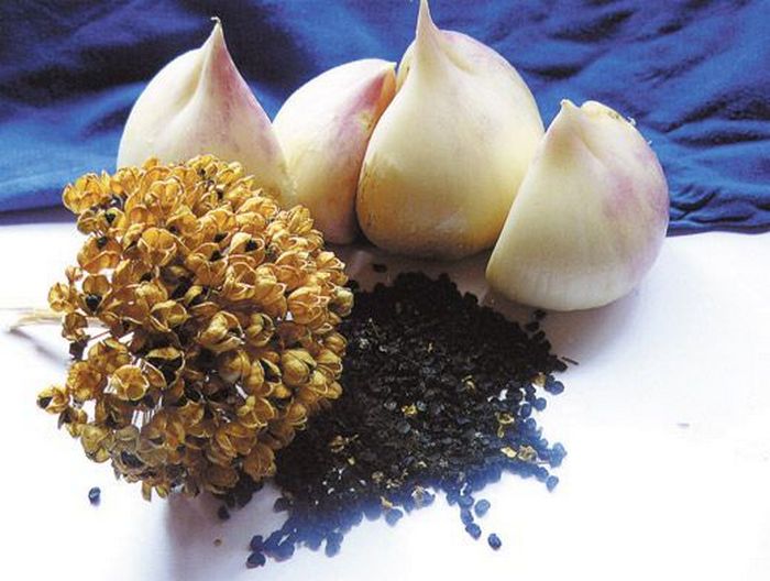 Лук суворова: съедобен или нет, как его едят, фото луковицы, как и когда сажать осенью, выращивание и уход, а также полезные свойства и рецепты приготовления
