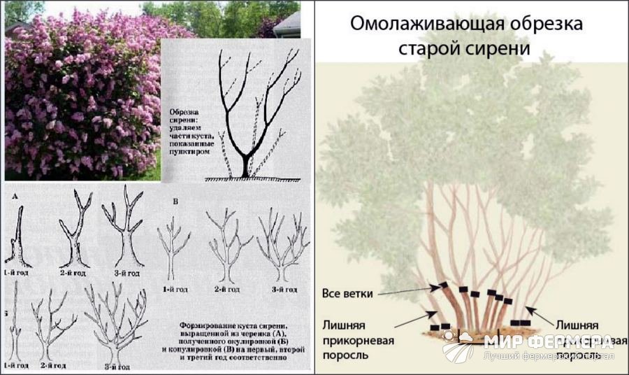 Как вырастить пышные кусты сирени на дачном участке