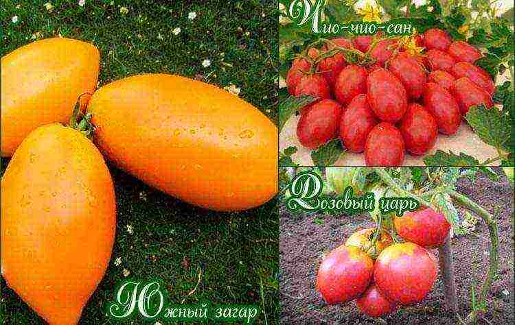 Описание лучших сортов томатов для выращивания в теплицах из поликарбоната в Подмосковье