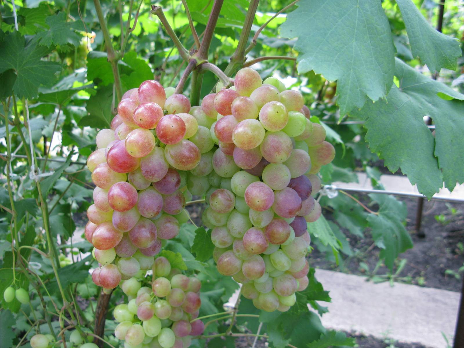 Описание винограда сорта Галбена ноу, правила посадки и ухода