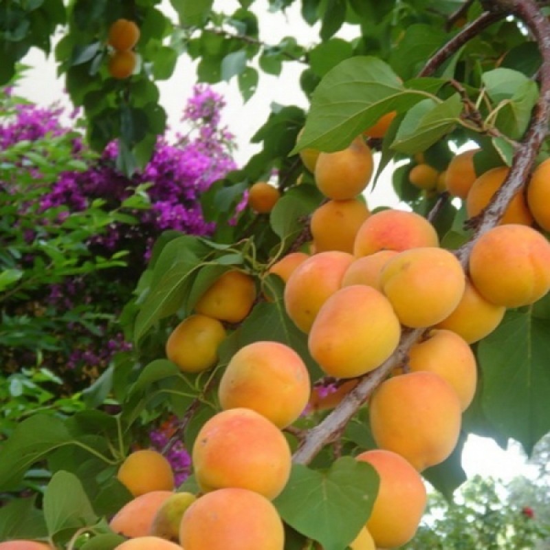 Описание 11 лучших зимостойких сортов абрикосов для Урала, посадка и уход