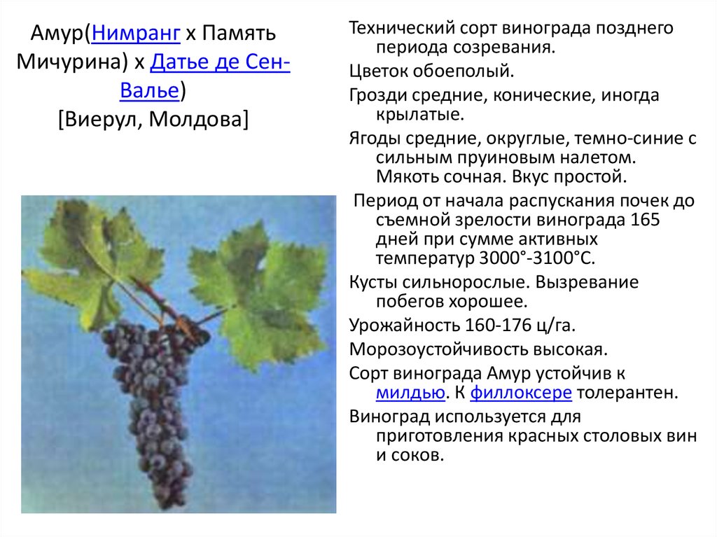 Виноград вичи: описание лианы, особенности посадки и ухода