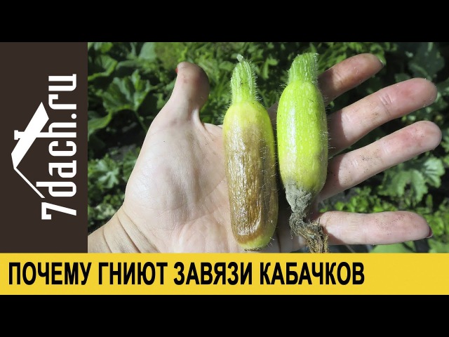 Почему гниют кабачки на грядке?