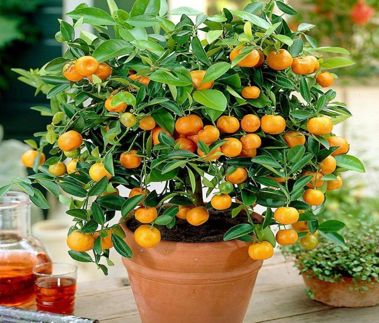Как ухаживать за апельсиновым деревом в домашних условиях в горшке