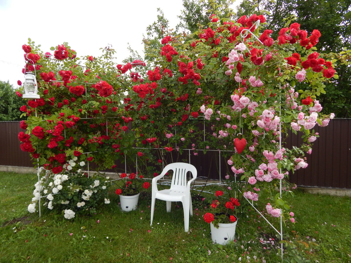 Роза плетистая сантана: описание сорта, фото, отзывы
