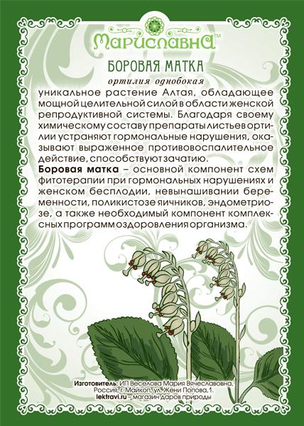 Ортилия однобокая (боровая матка): свойства, применение настойки травы, где растет в россии, как выглядит растение, фото