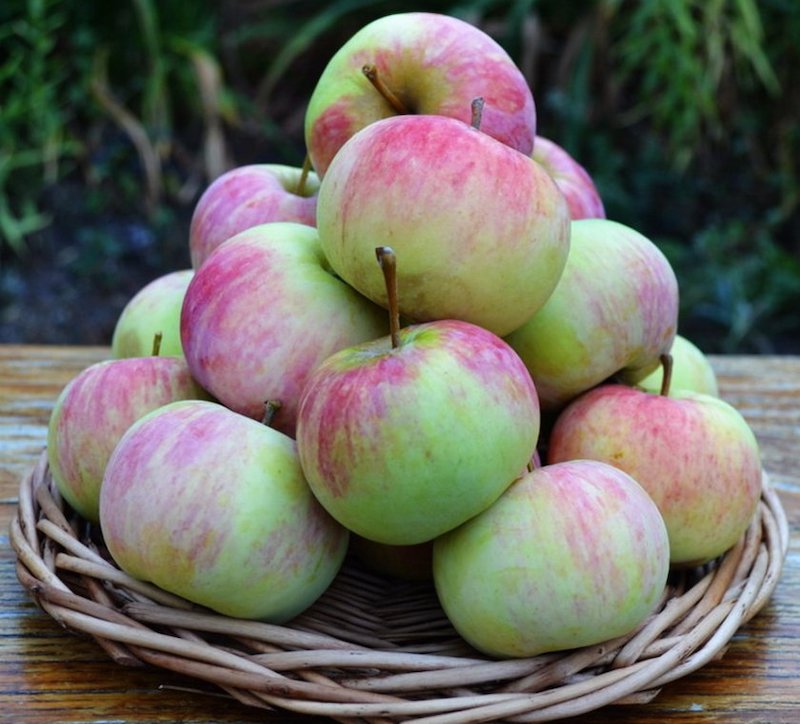 Сорт яблони гала, описание, характеристика и отзывы, а также особенности выращивания яблок