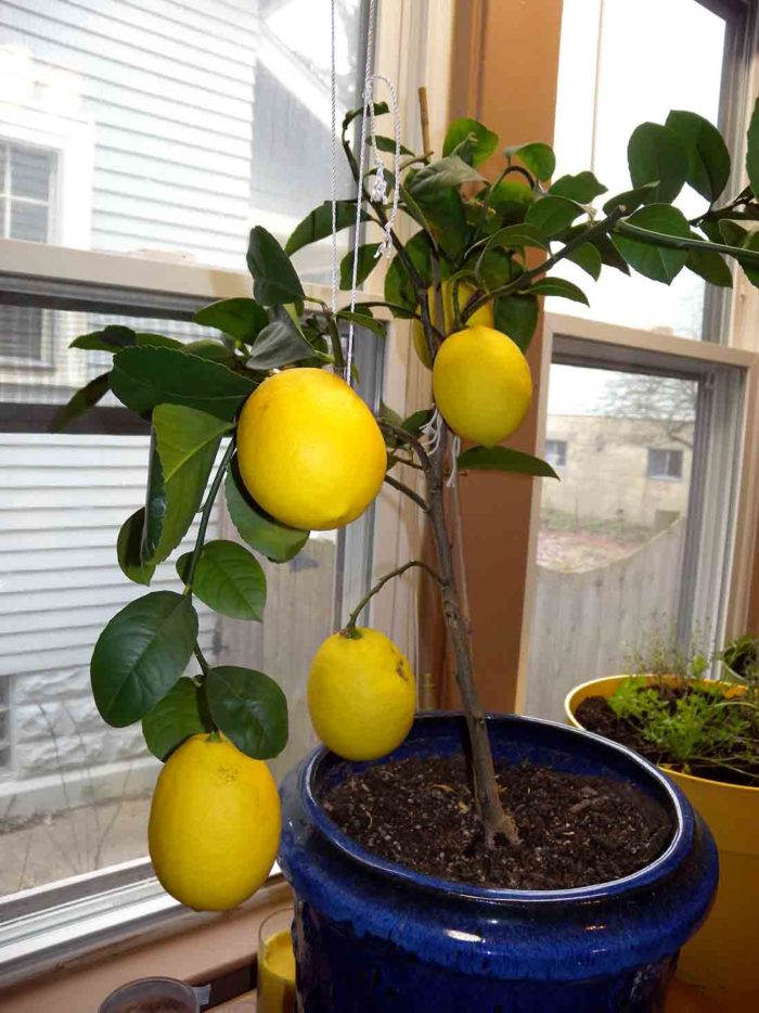 Описание лимона лунарио: характеристика и советы по уходу