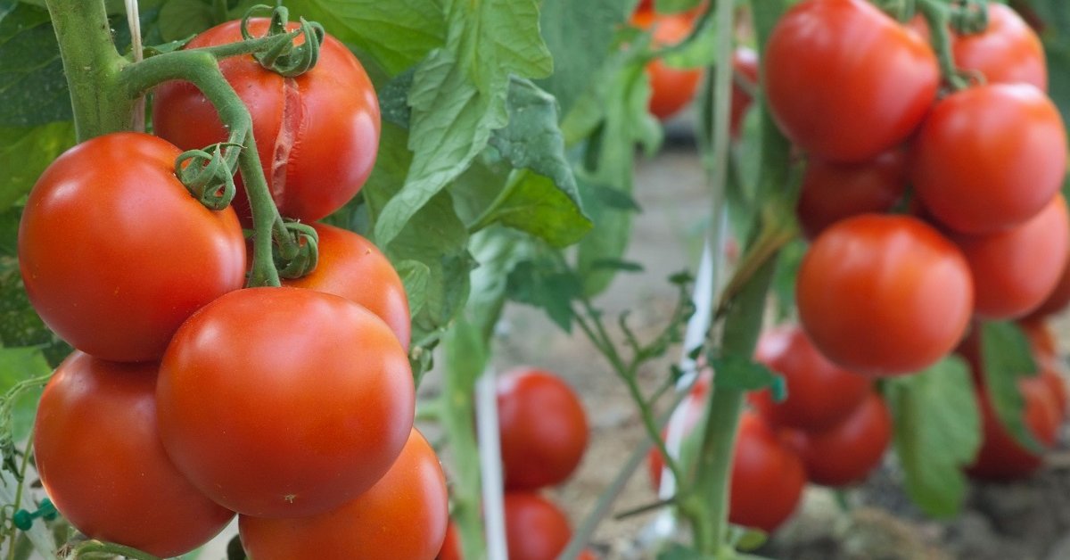Штамбовые сорта томатов – что это означает, лучшие сорта