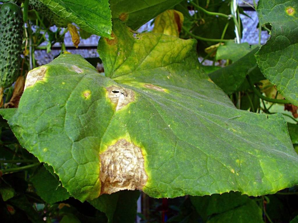 Желтые пятна на листьях огурцов: как и чем лечить
