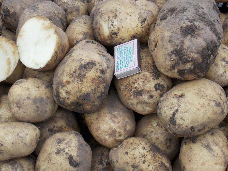 Картофель голубизна: характеристика и описание сорта, выращивание и уход