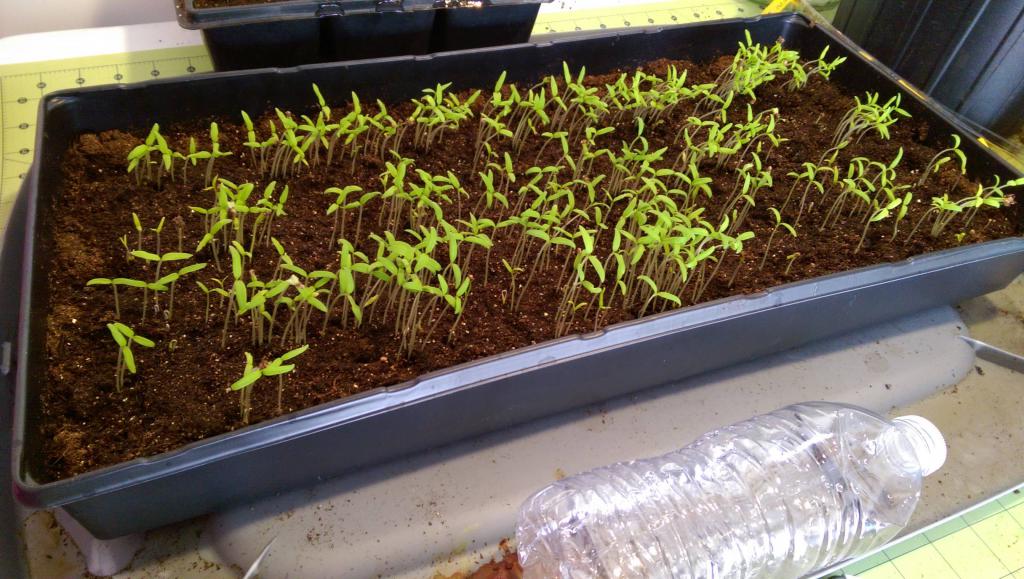 Как посадить помидоры под пленку - сам себе сад