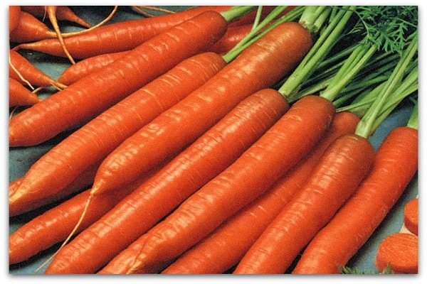 Морковь канада f1: описание сорта, фото, выращивание и уход