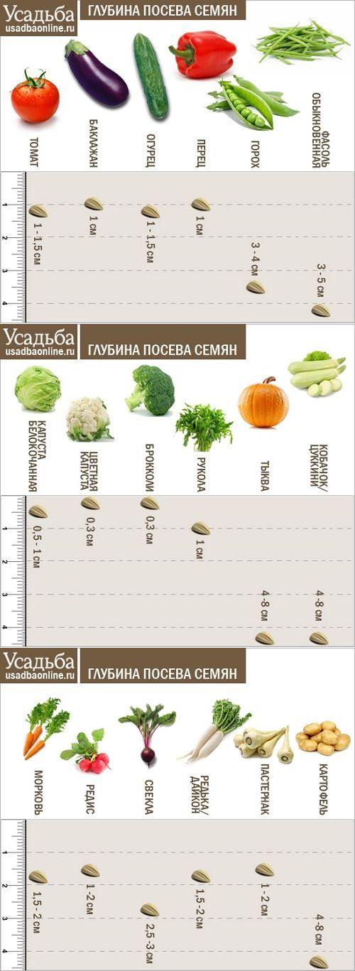 Как сажать помидоры на рассаду в торфяные горшочки: в чем суть метода, как подготовить стаканчики и семена томатов к выращиванию, когда перемещать в грунт? русский фермер