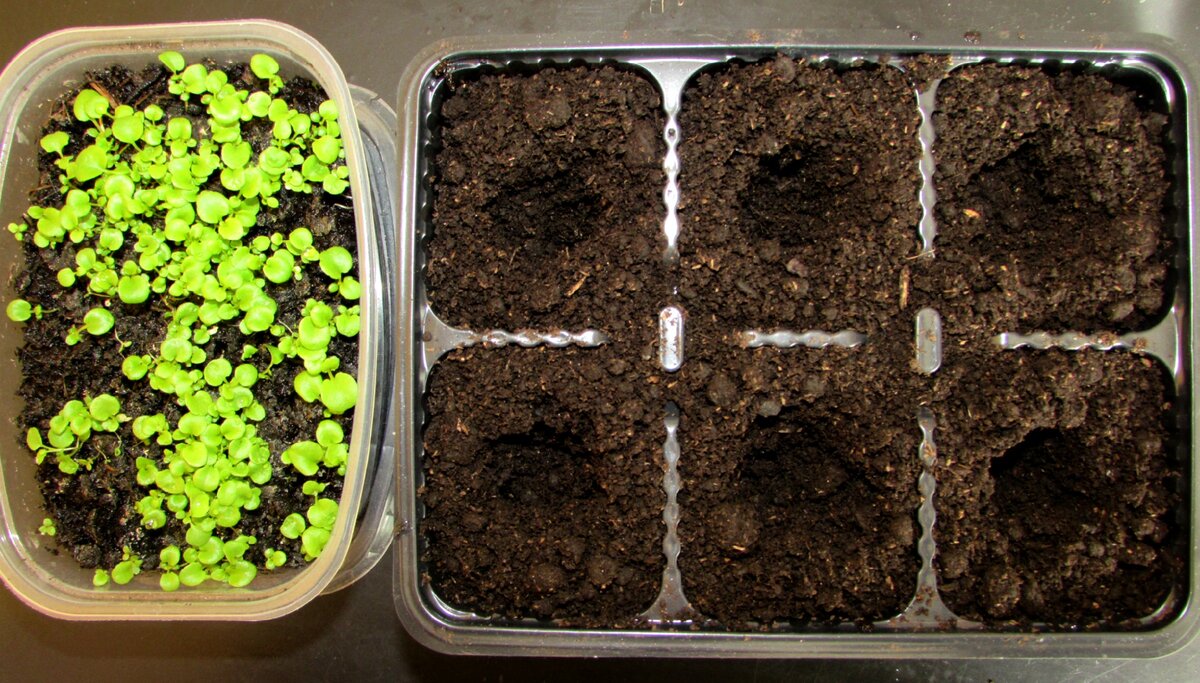 Лобелия: выращивание из семян когда сажать на рассаду в домашних условиях сорта с фото видео