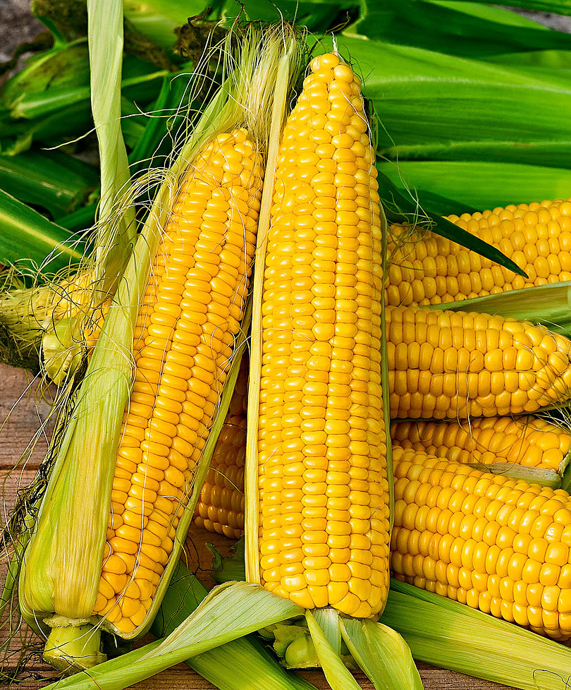 Нужно ли замачивать семена кукурузы перед посадкой и на сколько времени (как правильно)