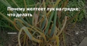 Что случилось с морковью? проблемы с урожаем на supersadovnik.ru