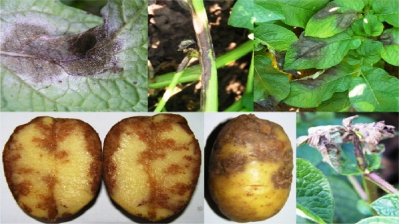 Плохо растет картофель: причины, что делать, решение