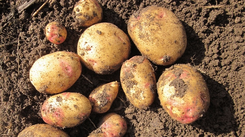 Сорт картофеля каменский: описание и характеристика, отзывы