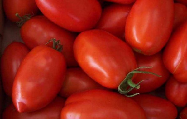 Описание сорта томата атлантида, особенности выращивания и урожайность